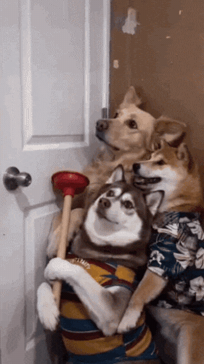 A Couple Of Dogs Are Sitting Next To Each Other Holding A Plunger In Front Of A Door . GIF