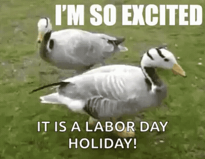 A Couple Of Ducks Standing Next To Each Other In A Grassy Field . GIF
