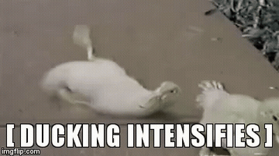 A Couple Of Ducks Standing Next To Each Other On A Sidewalk With The Caption `` Ducking Intensifies '' . GIF