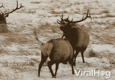 A Couple Of Elk Standing In A Snowy Field With Viralhog Written In The Corner GIF