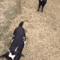 A Couple Of Goats Are Standing Next To Each Other In A Hay Field . GIF