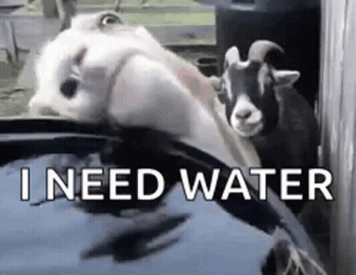 A Couple Of Goats Are Standing Next To Each Other In A Pool Of Water . GIF