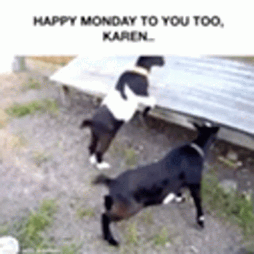 A Couple Of Goats Are Standing Next To Each Other On A Dirt Field . GIF