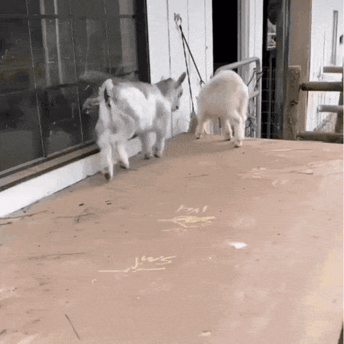 A Couple Of Goats Standing Next To Each Other On A Cardboard Surface GIF