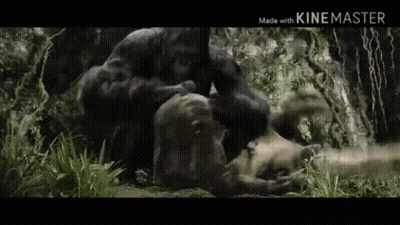 A Couple Of Gorillas Are Sitting On Top Of A Dead Animal In The Jungle . GIF