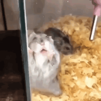 A Couple Of Hamsters Are Sitting In A Cage With A Straw In Their Mouth . GIF