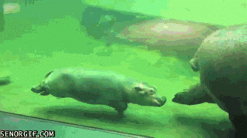 A Couple Of Hippos Are Swimming In A Tank With The Website Senorgif.com Visible GIF