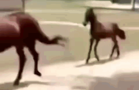 A Couple Of Horses Walking Down A Street . GIF