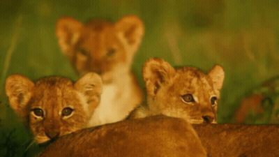 A Couple Of Lion Cubs Laying On Top Of A Lion 'S Back GIF