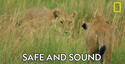 A Couple Of Lions Standing In The Grass With The Words Safe And Sound Above Them GIF