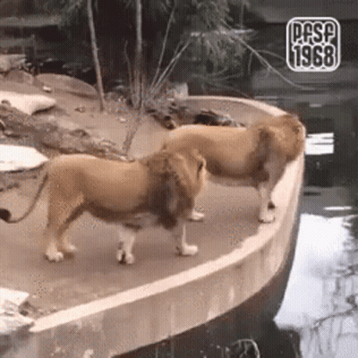 A Couple Of Lions Standing Next To A Body Of Water . GIF