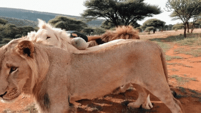 A Couple Of Lions Standing Next To Each Other In A Field With Trees In The Background GIF