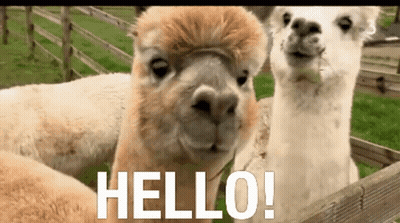 A Couple Of Llamas Standing Next To Each Other With The Word Hello Written On The Bottom GIF