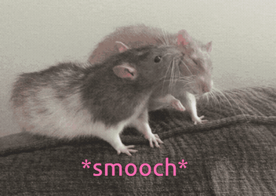 A Couple Of Mice Standing Next To Each Other With The Word Smooch Written Below Them GIF