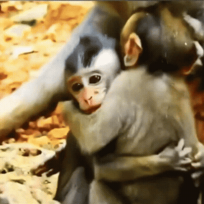 A Couple Of Monkeys Hugging Each Other With One Holding The Other 'S Head GIF