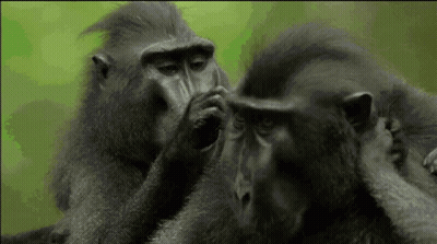 A Couple Of Monkeys Scratching Each Other 'S Faces Against A Green Background GIF