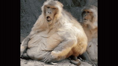 A Couple Of Monkeys Sitting Next To Each Other On A Rock . GIF