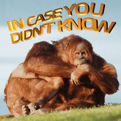 A Couple Of Orangutans Hugging Each Other With The Words In Case You Didn T Know Above Them GIF