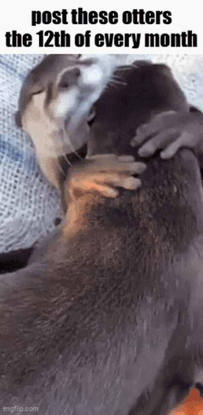 A Couple Of Otters Hugging Each Other With The Words Post These Otters The 12Th Of Every Month GIF