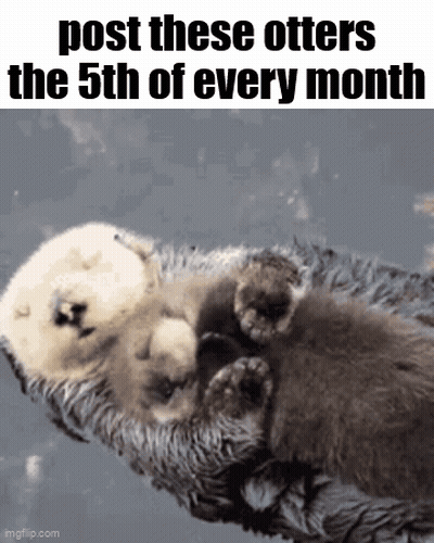 A Couple Of Otters Sleeping Next To Each Other On A Blanket . GIF