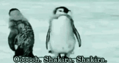 A Couple Of Penguins Standing Next To Each Other With The Words Oooooooh Shakira Shakira GIF