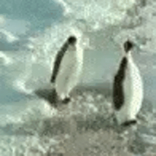 A Couple Of Penguins Standing On Top Of A Snow Covered Surface GIF