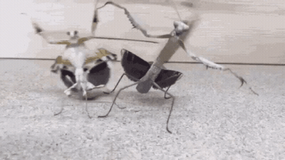 A Couple Of Praying Mantises Standing Next To Each Other GIF