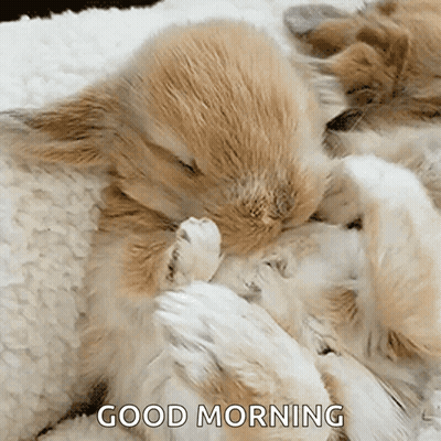 A Couple Of Rabbits Sleeping On Top Of Each Other With The Words Good Morning Written Above Them . GIF
