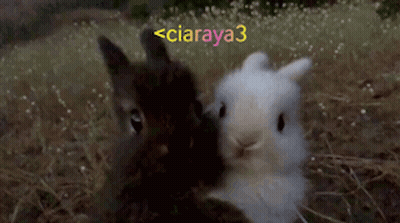 A Couple Of Rabbits Standing Next To Each Other With The Name Ciaraya3 GIF