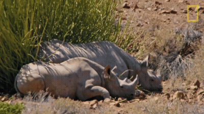 A Couple Of Rhinos Laying In The Grass With A Yellow Square In The Middle GIF