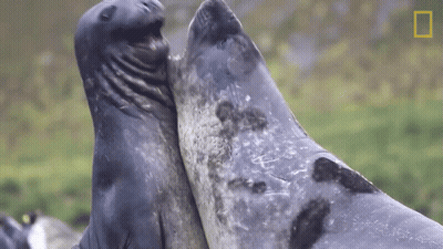 A Couple Of Seals Standing Next To Each Other With The National Geographic Logo In The Background GIF