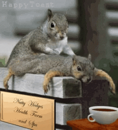 A Couple Of Squirrels Laying On A Fence Next To A Sign That Says Nutty Hedges Health Farm And Spa GIF