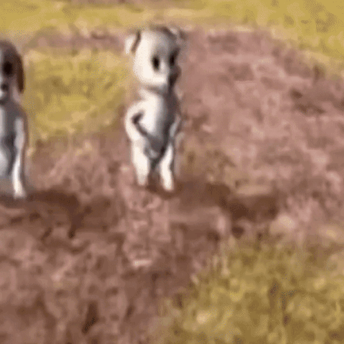A Couple Of Stuffed Animals Are Standing In The Dirt . GIF