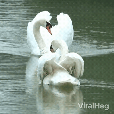 A Couple Of Swans In A Lake With Viralhog Written In The Bottom Right Corner GIF