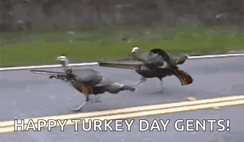 A Couple Of Turkeys Are Running Down A Road With Guns On Their Backs . GIF