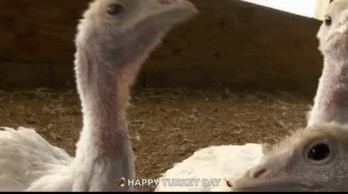 A Couple Of Turkeys Are Standing Next To Each Other In A Cage . GIF