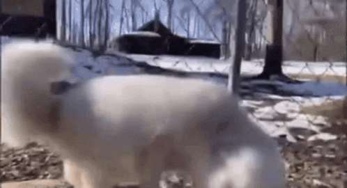 A Couple Of White Dogs Standing Next To Each Other In The Snow Behind A Chain Link Fence . GIF