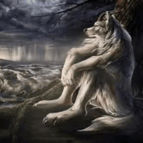 A Couple Of Wolves Sitting Next To Each Other On A Rock GIF