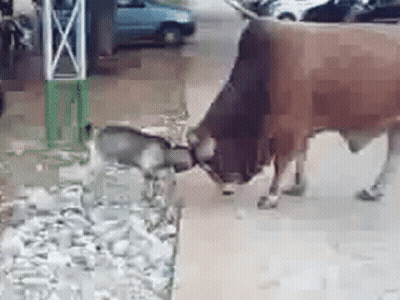 A Cow And A Dog Are Walking Down A Street . GIF