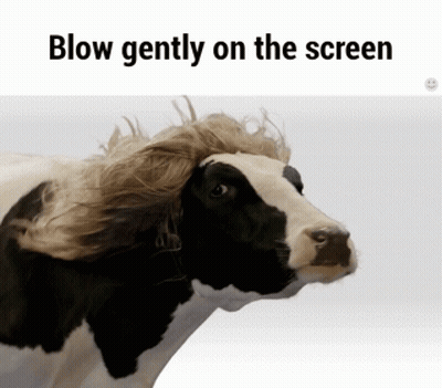 A Cow Blowing Gently On The Screen With A Wig On Its Head GIF