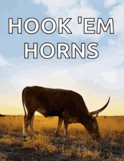 A Cow Grazing In A Field With The Words Hook 'Em Horns GIF