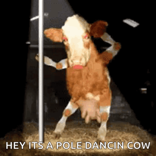 A Cow Is Dancing On A Pole With The Words Hey It 'S A Pole Dancin Cow Above It GIF