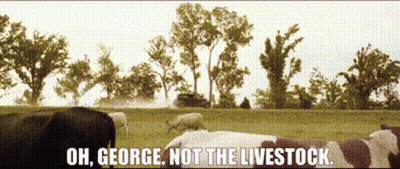 A Cow Is Laying In A Field With The Words Oh George Not The Livestock GIF