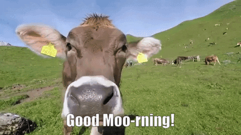 A Cow Is Standing In A Grassy Field With The Words `` Good Moo-Rning '' Written Below It . GIF