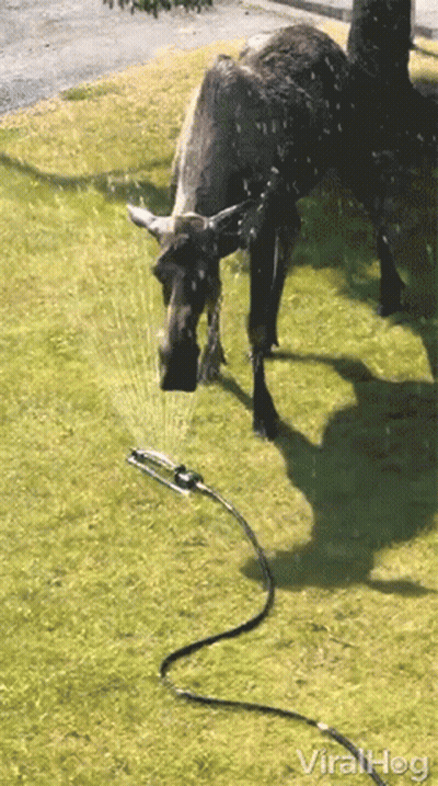 A Cow Is Standing Next To A Hose That Says Viralhog On It GIF