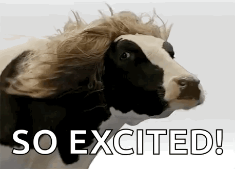 A Cow With A Wig On Its Head And The Words `` So Excited '' Written Below It . GIF