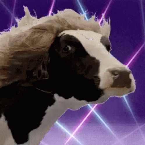 A Cow With A Wig On Its Head Is Standing In Front Of A Purple Background . GIF