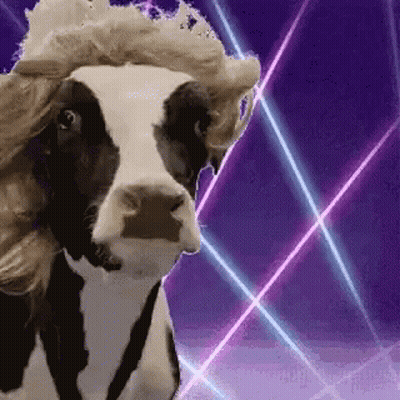 A Cow With A Wig On Its Head Is Standing In Front Of Purple Lights . GIF