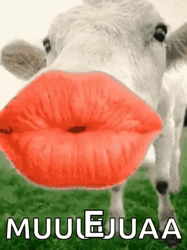 A Cow With Red Lips Is Blowing A Kiss And The Words Muulejuaa Are Below It . GIF