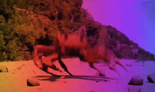 A Crab Is Crawling On A Beach With A Purple Background GIF